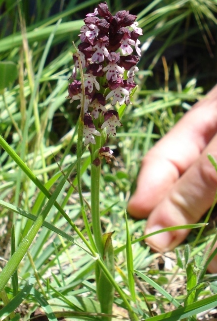 Orchidee dalla Puglia